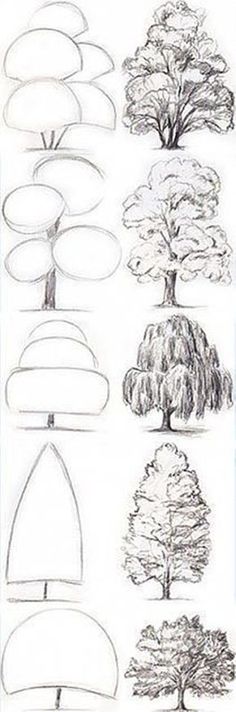 the different types of trees and how they are used to draw them in pencils