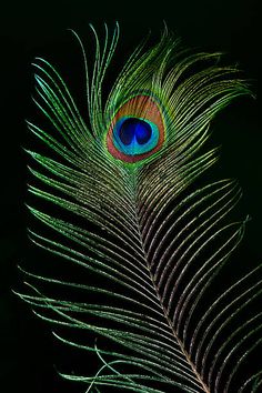 a peacock feather with its tail spread out