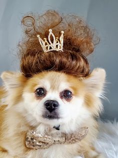 a small dog wearing a tiara on top of it's head with long hair