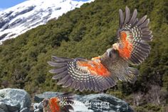 an orange and black bird is flying over some rocks in front of a snowy mountain