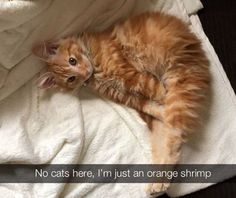 an orange cat laying on top of a bed next to a white blanket with the caption no cats here, i'm just an orange shrimp