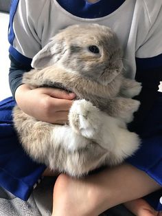 a person holding a rabbit in their lap