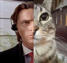 a cat and a man with headphones in front of eachother's face