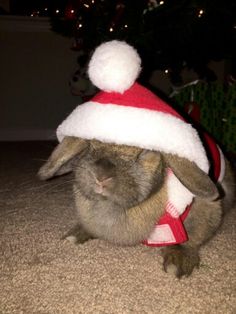 a small rabbit wearing a santa claus hat