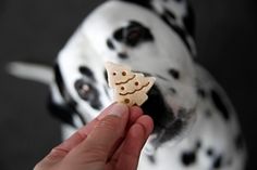 a hand holding a piece of food in front of a dalmatian dog