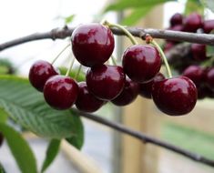 some cherries are hanging from a tree branch