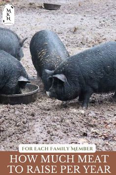 three black pigs eating out of a metal bowl with the words how much meat to raise per year?