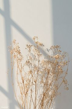 dried flowers in a vase against a white wall with long shadows on the wall behind them