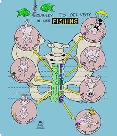 a poster with different types of fish in it's stomach and the words, journey to delivery