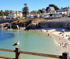 a seagull sitting on a fence looking out over the water at a beach