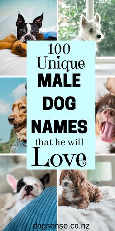 many different pictures with the words 100 unique male dog names that he will love