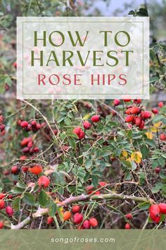 How To Harvest Rose Hips When To Harvest Rose Hips, How To Harvest Rose Hips, Rose Hips Harvesting, Rose Hip Jam, Harvesting Rose Hips, Harvest Rose Hips, Tea Apothecary, Gardening Layout, Propagating Roses