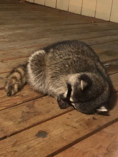 a raccoon is laying on the wooden floor