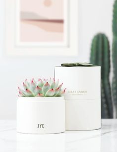 a small succulent in a white container next to a cactus plant on a table