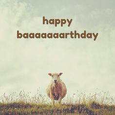 a sheep standing on top of a lush green field next to the words happy baaaaaaarathday