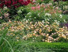 an assortment of colorful flowers in a garden