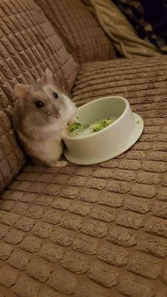 a hamster eating food out of a bowl on the arm of a couch,