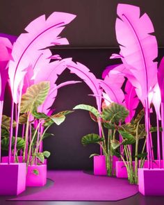 pink planters with plants in them on a purple floor and black wall behind them