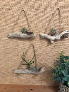 three air plants are hanging on the wall next to a potted plant and driftwood