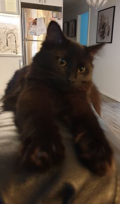 a black cat laying on top of a table