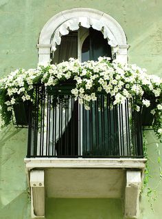 an open window with white flowers growing out of it