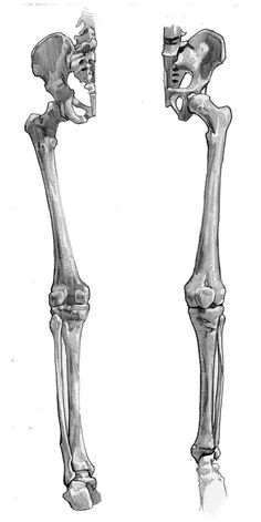 an image of two bones showing the lower and upper limbs