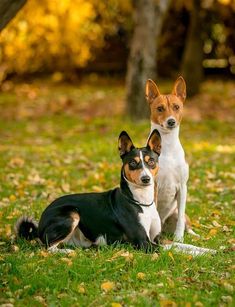 two small dogs are sitting in the grass