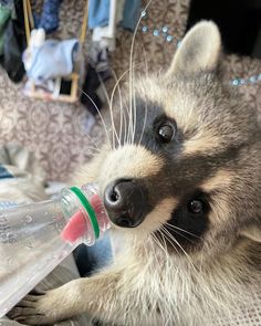 a raccoon is drinking water from a plastic bottle