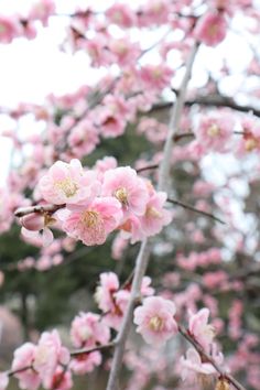 pink flowers are blooming on the tree