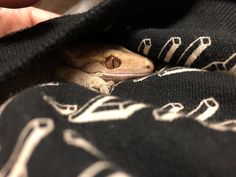 a small gecko is hiding under a black and white blanket while being petted by someone's hand