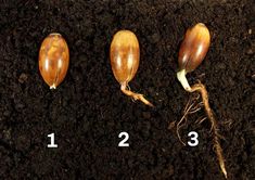 the stages of growing an acorn from seed to plant in soil with numbers on each side