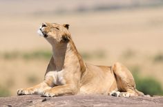 a lion laying on top of a large rock