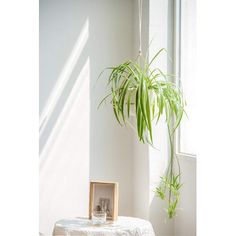 a potted plant is hanging from a wire next to a table with a framed photograph on it