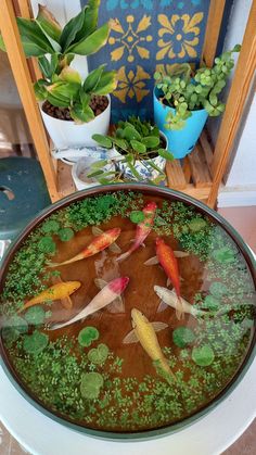 there are many koi fish in the pond on the table next to some plants