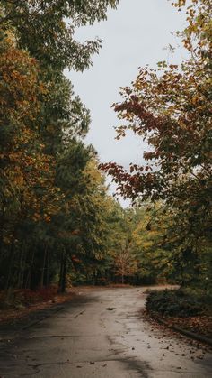 an empty road surrounded by trees in the fall