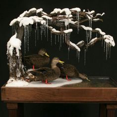 two ducks are sitting under a tree covered in ice and icicles on a table