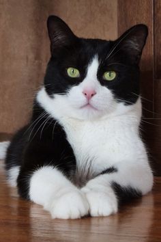 a black and white cat sitting on top of a wooden floor next to a wall