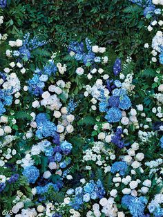 Floral Garden Photography Backdrop - Lush garden wall with blue and white flowers used as a photography backdrop. Hydrangea Wall, Photography Settings, Garden Photography, Wall Background, Printed Backdrops, Floral Garden, Lush Garden, Blue Hydrangea, Nature Themed