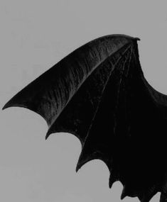 a large black bat flying in the sky