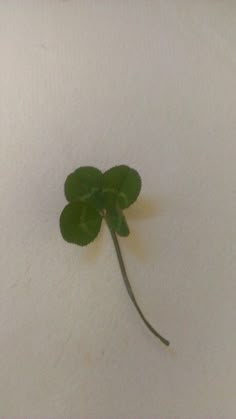 a four leaf clover is on the wall