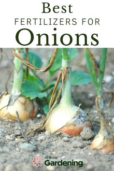 the best fertilizers for onions and how to use them in your garden