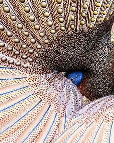 a close up of a peacock's tail with it's feathers spread out