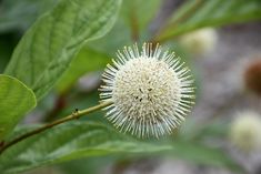 a close up of a white flower on a plant with green leaves in the background