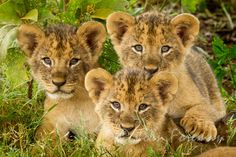 three young lion cubs are sitting in the grass and looking at the camera with their eyes wide open