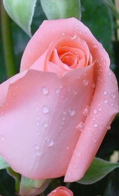 a pink rose with water droplets on it