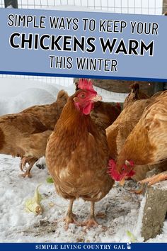 Worried about keeping chickens warm in winter? Discover easy, budget-friendly tips to protect your flock without electricity. From insulating the coop to using deep bedding, this guide has everything you need to keep chickens cozy and safe during cold weather. Perfect for homesteaders and backyard chicken owners facing winter challenges! Dual Purpose Chickens, Keeping Chickens Cool, Chicks For Beginners, Dust Bath For Chickens, Raising Meat Chickens, Raising Chickens For Eggs, Raising Turkeys, Urban Chicken Farming, Chickens For Eggs