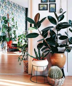 several potted plants are sitting on the floor in front of a wall with pictures