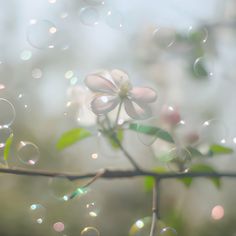 bubbles are floating in the air on a tree branch with flowers and leaves behind it