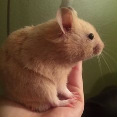 a small rodent sitting on top of someone's hand next to a wall