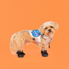 a small brown dog wearing black boots on an orange background